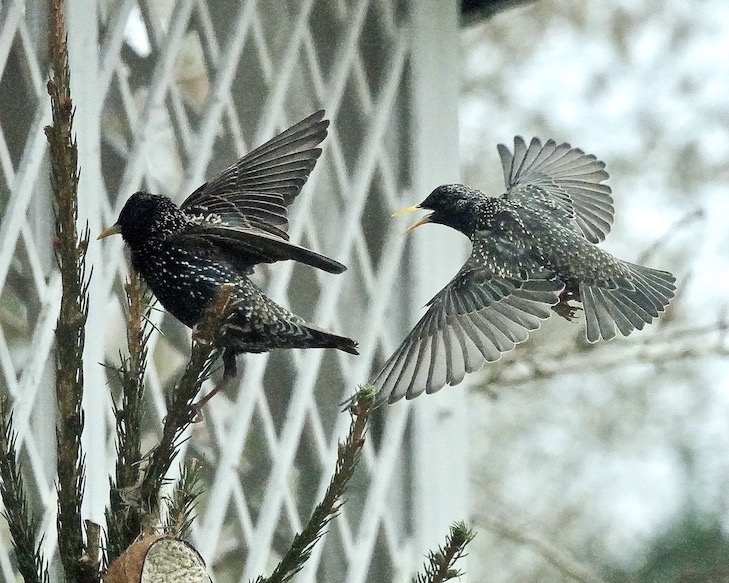 starling
